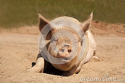 Talking large dirty pig laying facing forward on his stomach on the dirt Stock Photo