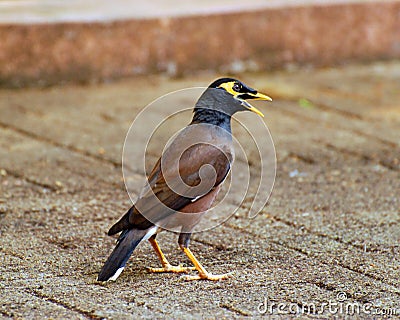 Talking Mynah Stock Photo