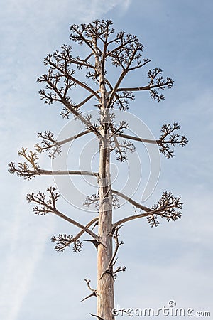 Tall agave plant flower stalk after blooming with multiple branches, dead, against a blue sky Stock Photo