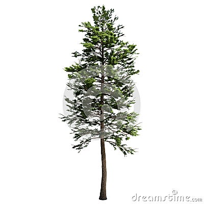 Tall American Pine Tree Isolated Stock Photo