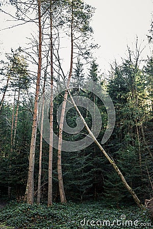 Tall bald trees, one grows sloping Stock Photo