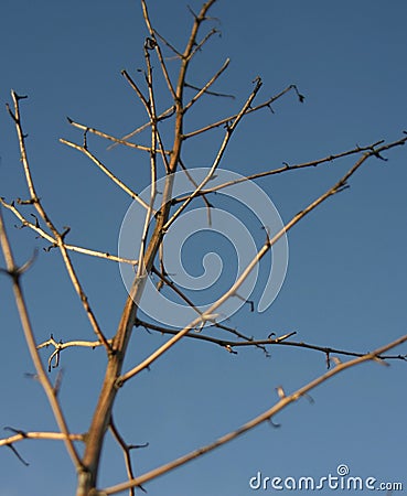 Tall Bare Plant Rising to the Sky Stock Photo