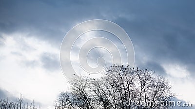 Tall bare tree with many crows sitting on branches. Stock Photo