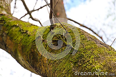 A tall bare winter tree covered with lush green moss with blue sky and clouds at Murphey Candler Park Stock Photo