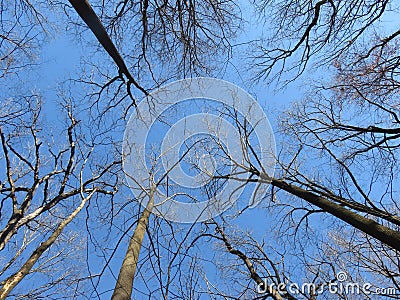 Tall Bare Winter Trees in January at a Local Park Stock Photo