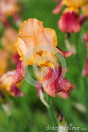 Tall bearded bicolor iris flower 