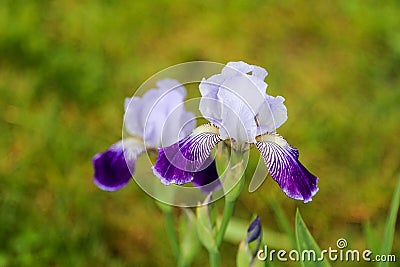 Tall bearded germanic iris flower 