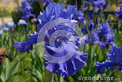 Tall Bearded Iris Blenheim Royal Stock Photo