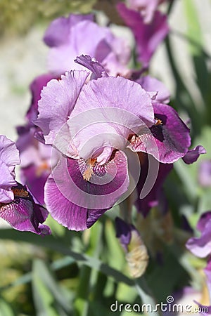 Tall bearded iris Camelot Rose Stock Photo