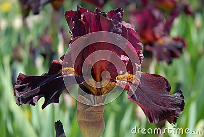 Tall bearded iris flower, Almaden Stock Photo