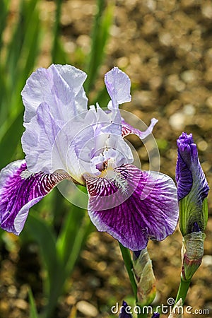Tall bearded iris flower - Meissner Porzellan, (Germanica Berbata-Elatior Group) Stock Photo