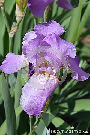 Tall bearded iris Pink Plume Stock Photo