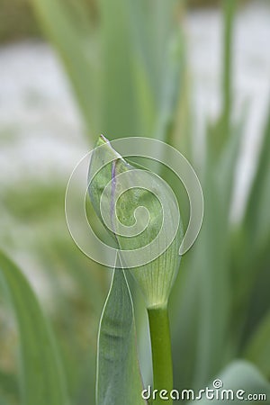 Tall bearded iris Pink Plume Stock Photo