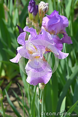 Tall bearded iris Pink Plume Stock Photo