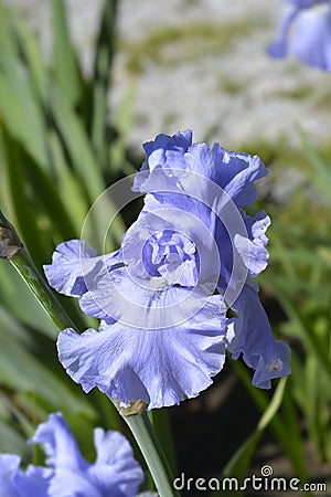 Tall bearded iris Rapture in Blue Stock Photo