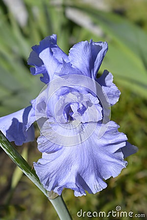 Tall bearded iris Rapture in Blue Stock Photo