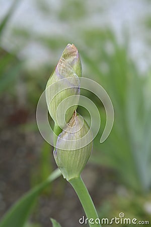 Tall bearded iris Rapture in Blue Stock Photo