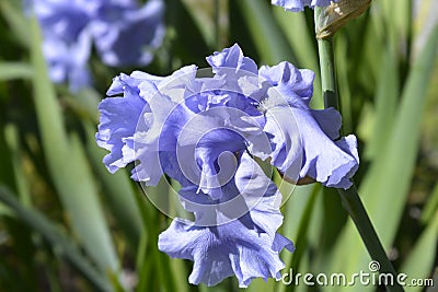 Tall bearded iris Rapture in Blue Stock Photo