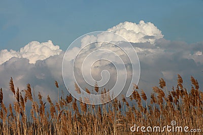 Tall weeds against a cloud filled sky Stock Photo