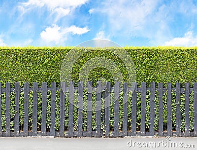 Tall bush hedge with black wooden fence. Seamless endless patte Stock Photo