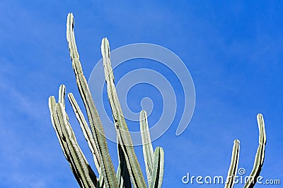 Tall cactus Stock Photo