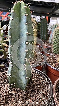 Tall cactus with big thorns Stock Photo