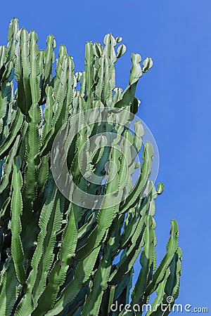 Tall cactus Stock Photo