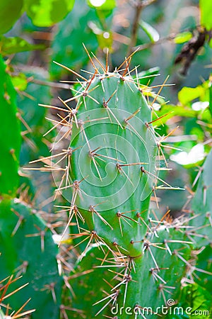 Tall cactus in a cactus garden Stock Photo