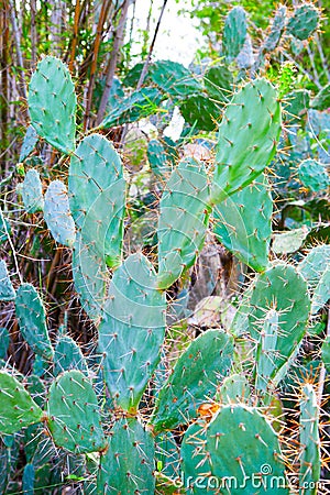 Tall cactus in a cactus garden Stock Photo