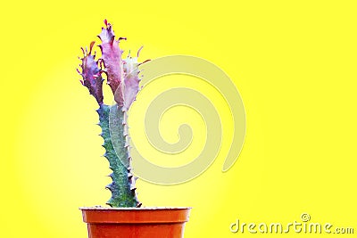 Tall Cactus Stock Photo