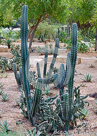 A tall cactus in the desert against a sandy background. Stock Photo