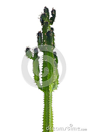 Tall cactus plant Stock Photo