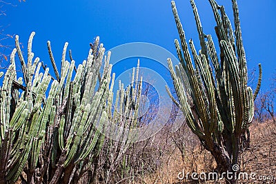 Tall cactus rising over low trees in Colombia Stock Photo