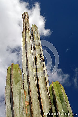 Tall cactus with a sky in the background. Canarias Stock Photo