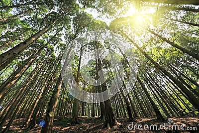 Tall cedar trees in lushan Stock Photo