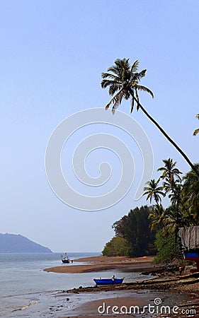 Tall coconut tree peeking over anjarle creek Stock Photo