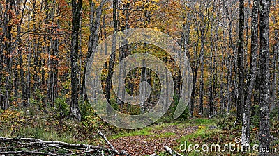 Tall colorful Maple trees in the forest Stock Photo