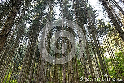 Tall conifers in a dense forest, view upwards of tree trunks, in the autumn season. Stock Photo