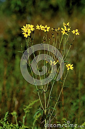 Tall Coreopsis 55831 Stock Photo