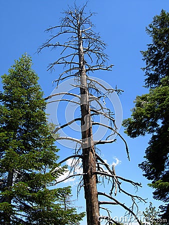 Tall Dead Tree Stock Photo