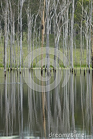 Tall Dead Trees Reflection Stock Photo