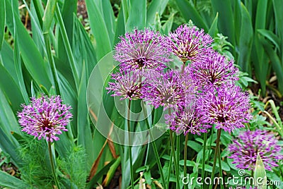 Tall decorative lilac flowers, in green grass, close-up Stock Photo