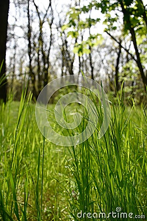 Tall dense grass grows in a green forest. Stock Photo