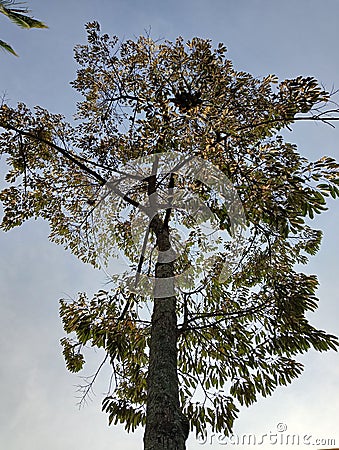 The tall durian plant that decades old Stock Photo