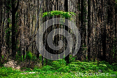 Tall Fern Tree Growing In A Grove Of Eucalyptus Trees Stock Photo