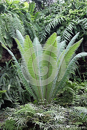 A Tall Fern with Upright Fronds Growing Amidst Many Ferns in a Forest Setting Stock Photo