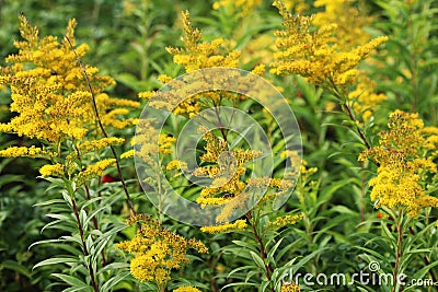 Tall goldenrod Stock Photo