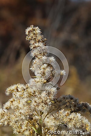 tall goldenrod (Salidago altissima) flowers gone to seed in autumn Stock Photo