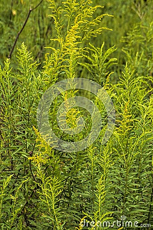 Tall Goldenrod Wildflowers - Solidago altissima Stock Photo