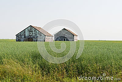 Tall grain Stock Photo